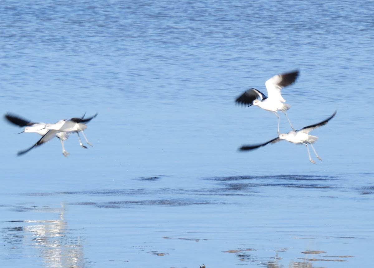 American Avocet - ML642383847