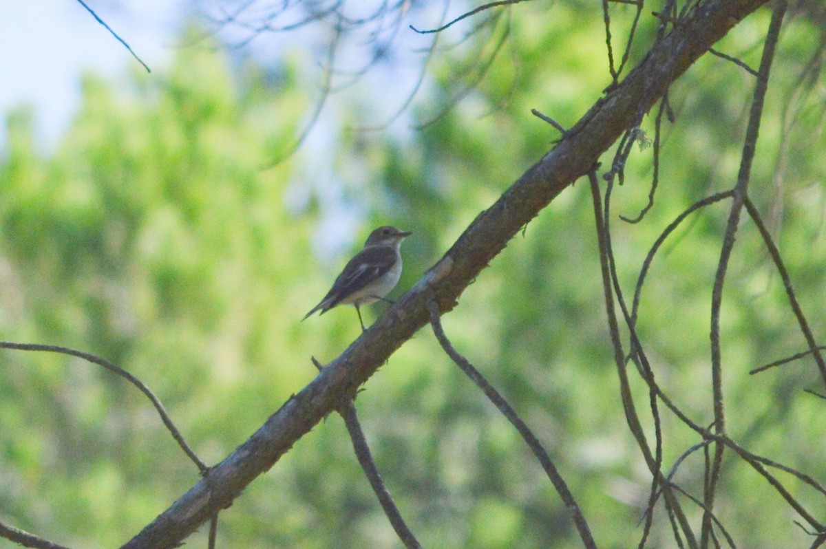 European Pied Flycatcher - ML642383893