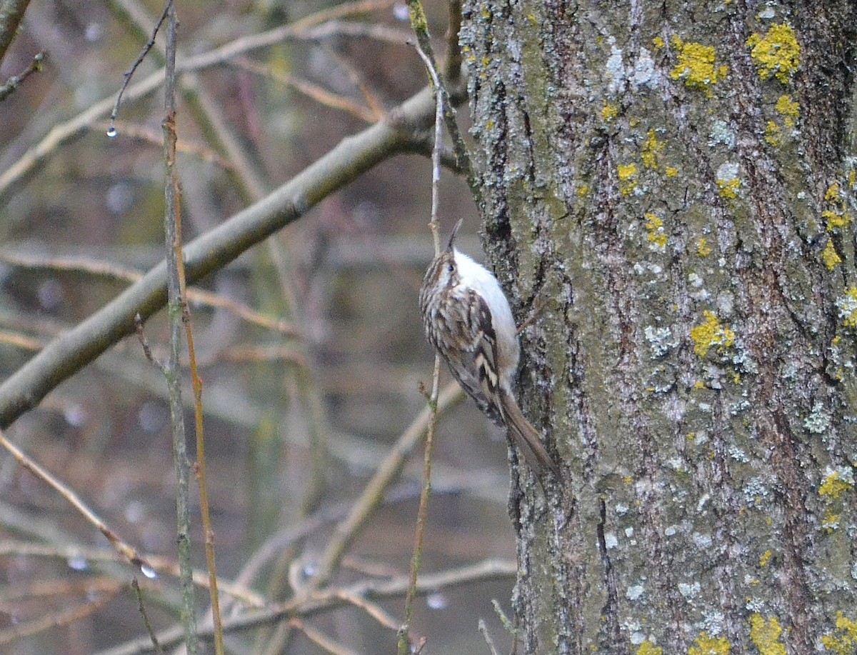 Short-toed Treecreeper - ML642383904