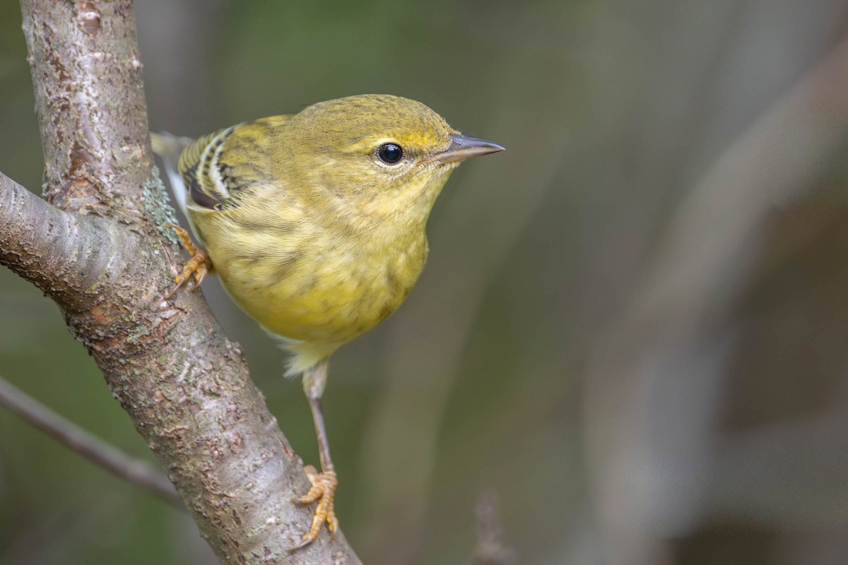 Blackpoll Warbler - ML642383937