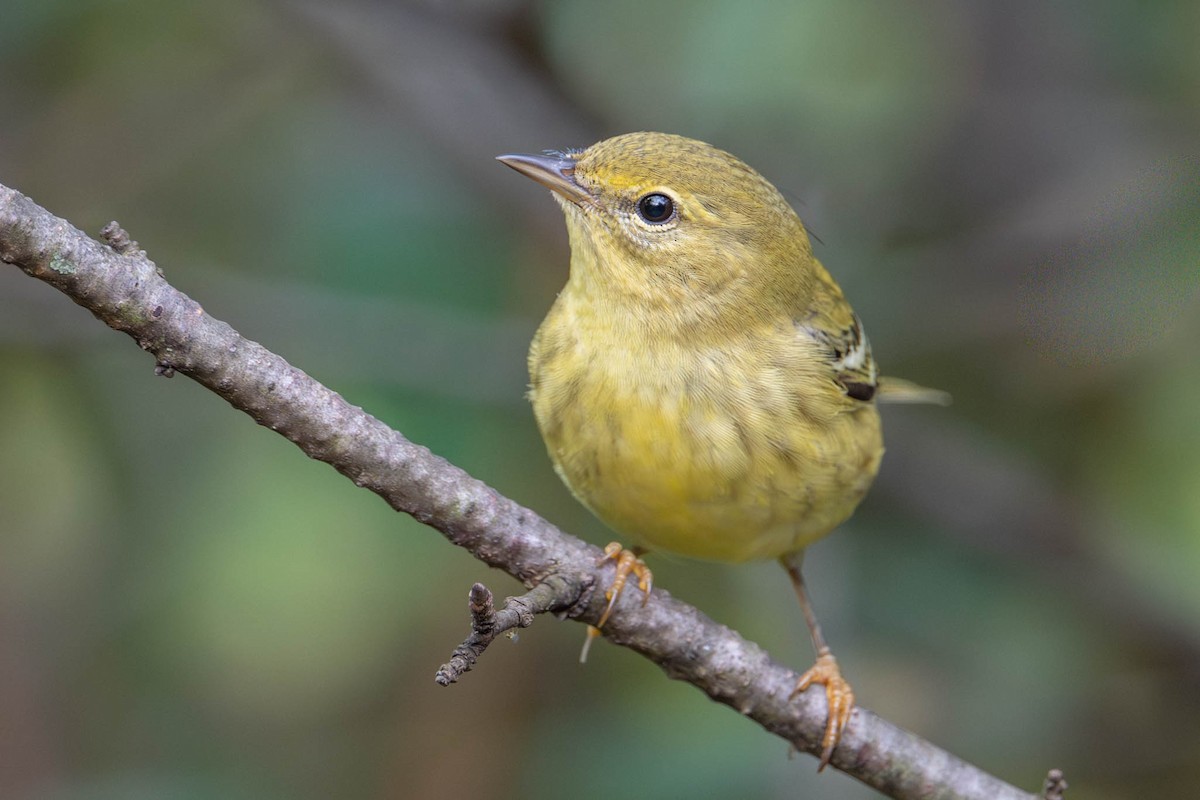 Blackpoll Warbler - ML642383938