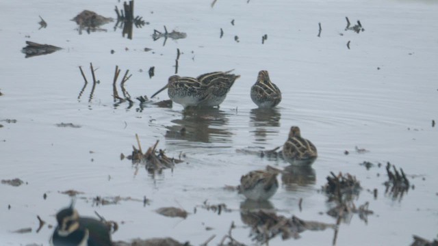 Common Snipe - ML642383943