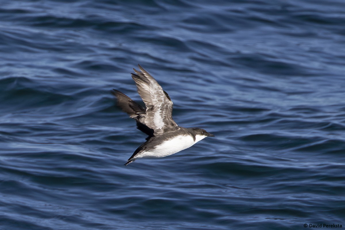 Craveri's Murrelet - ML642383944