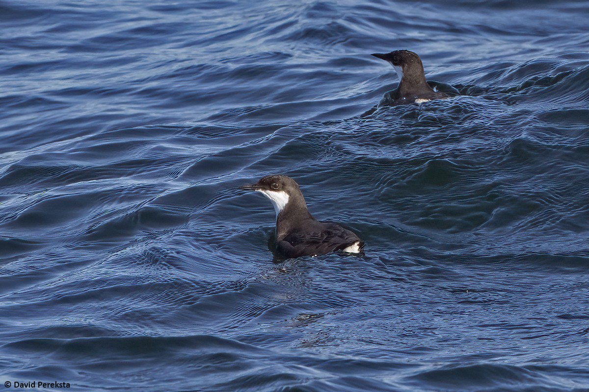Craveri's Murrelet - ML642383945