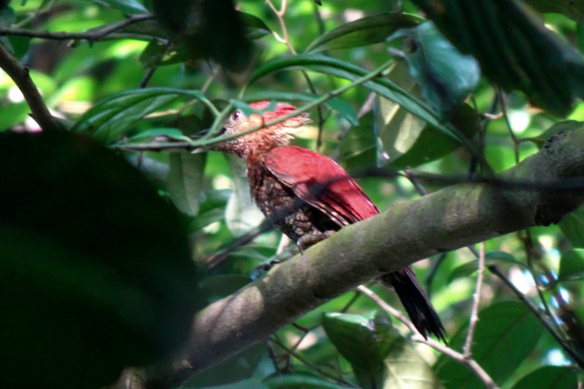 Banded Woodpecker - ML642383949