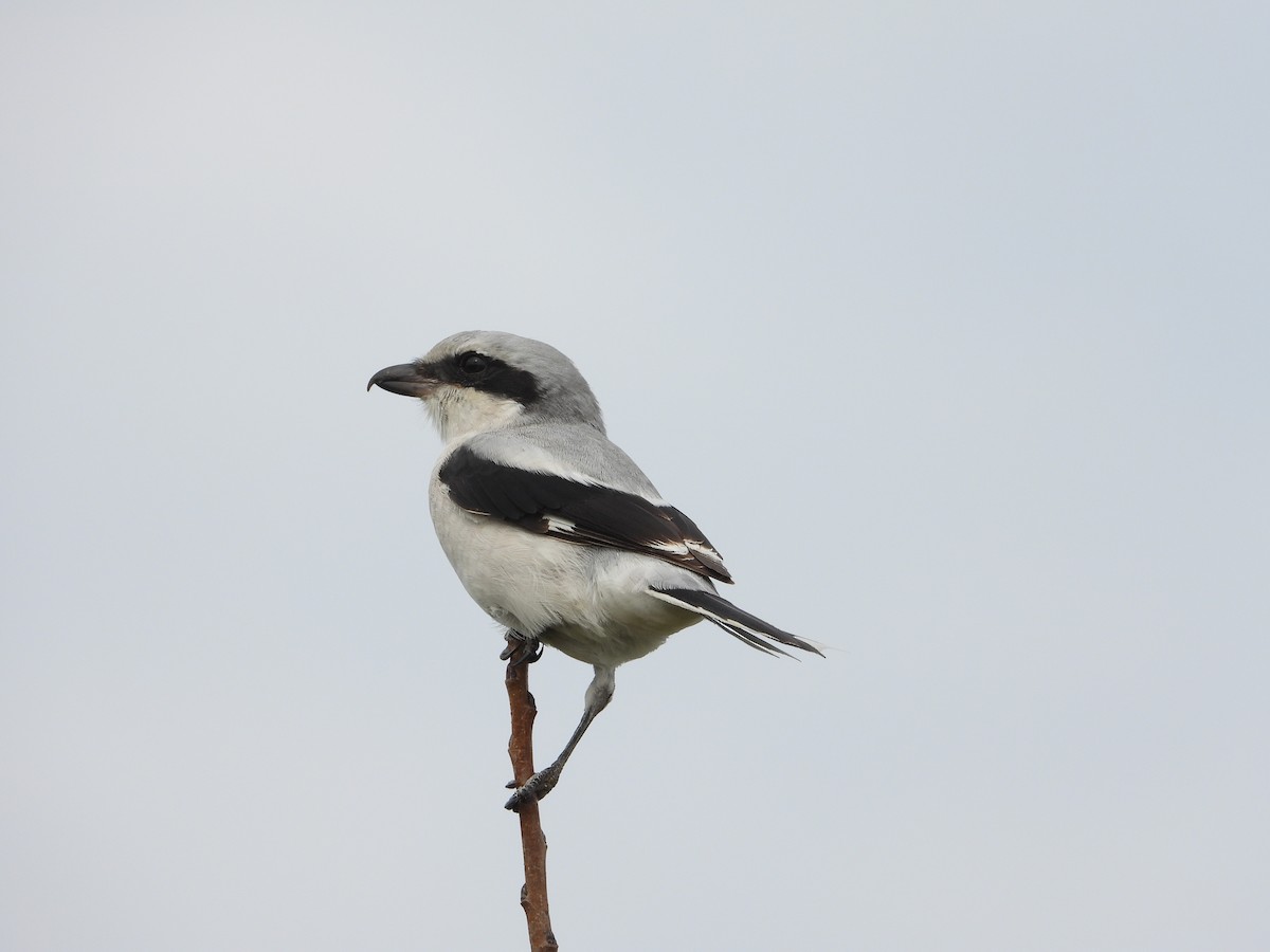 Great Gray Shrike - ML642383953