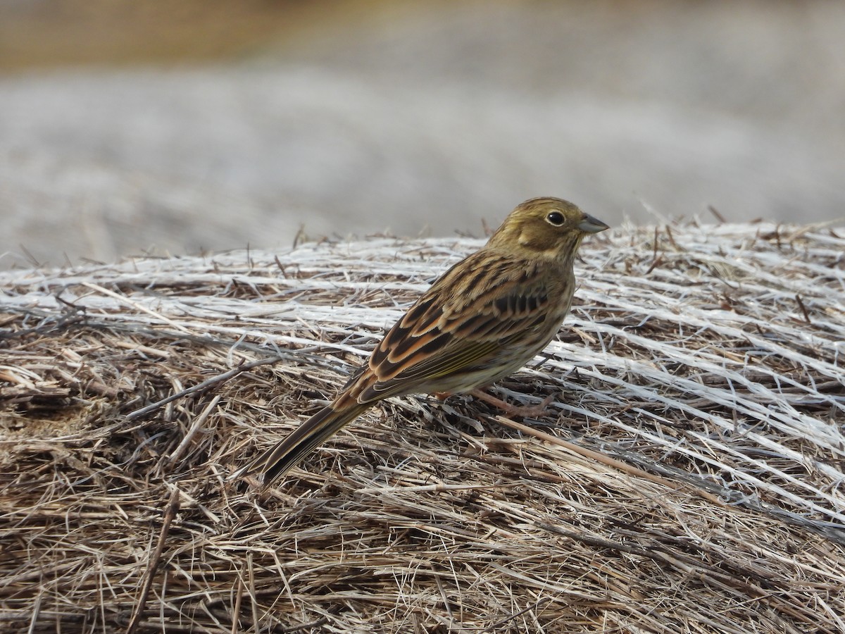 Yellowhammer - ML642383962