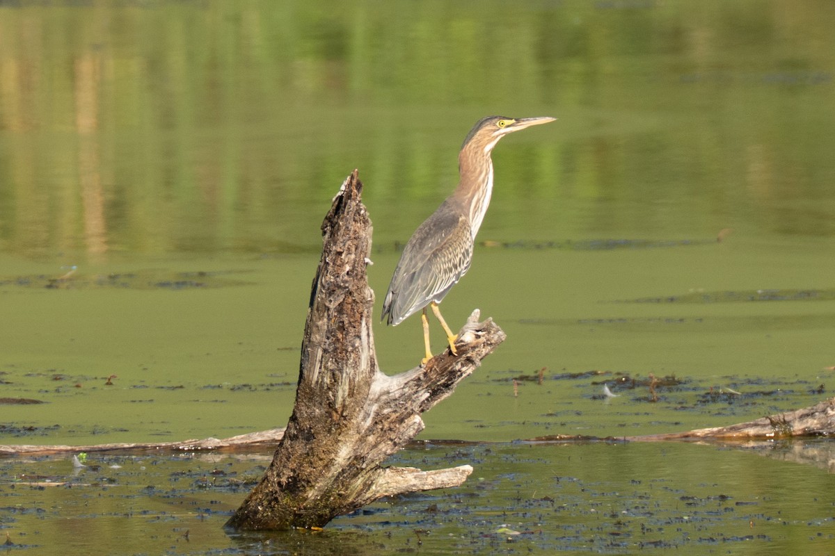 Green Heron - ML642383982