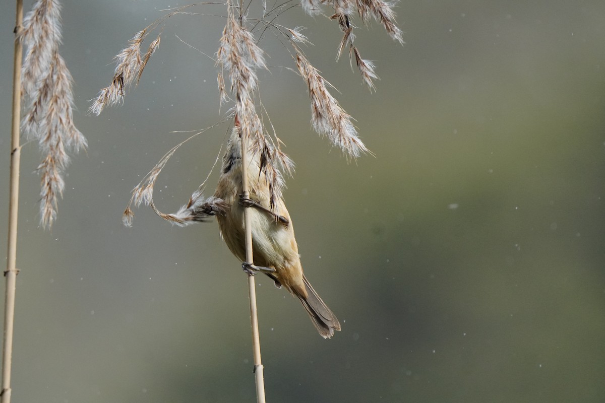 Australian Reed Warbler - ML642383992