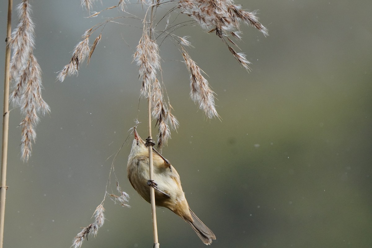 Australian Reed Warbler - ML642383994