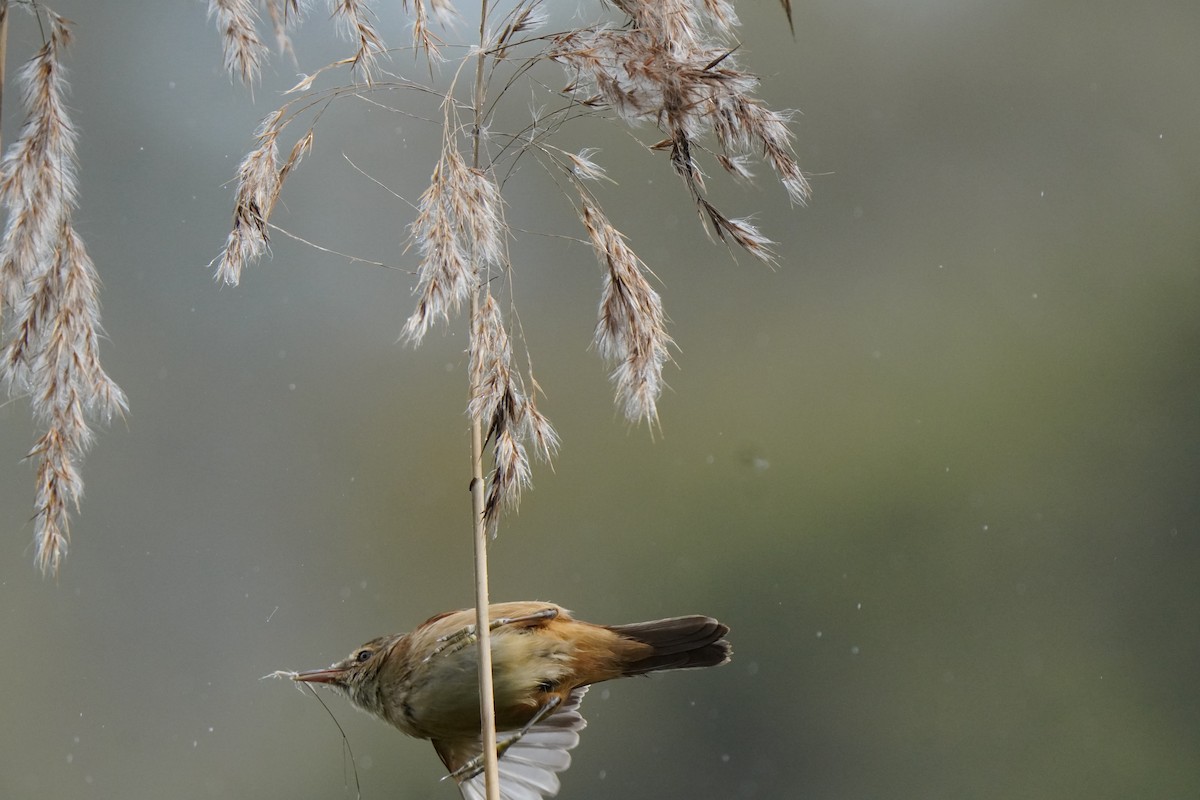 Australian Reed Warbler - ML642383995