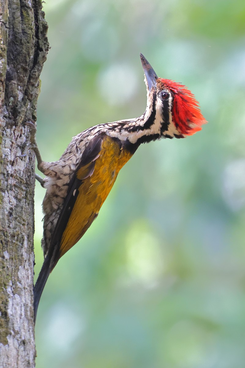 Common Flameback - ML642384001