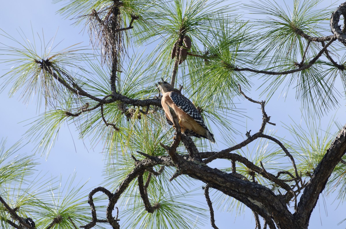 Red-shouldered Hawk - ML642384002