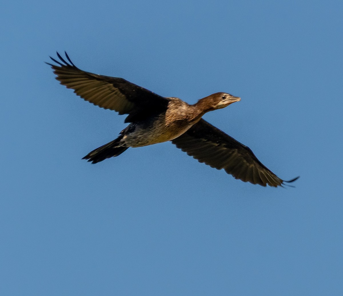 Pygmy Cormorant - ML642384004