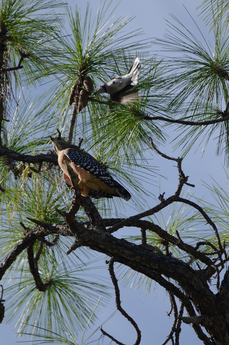 Red-shouldered Hawk - ML642384005