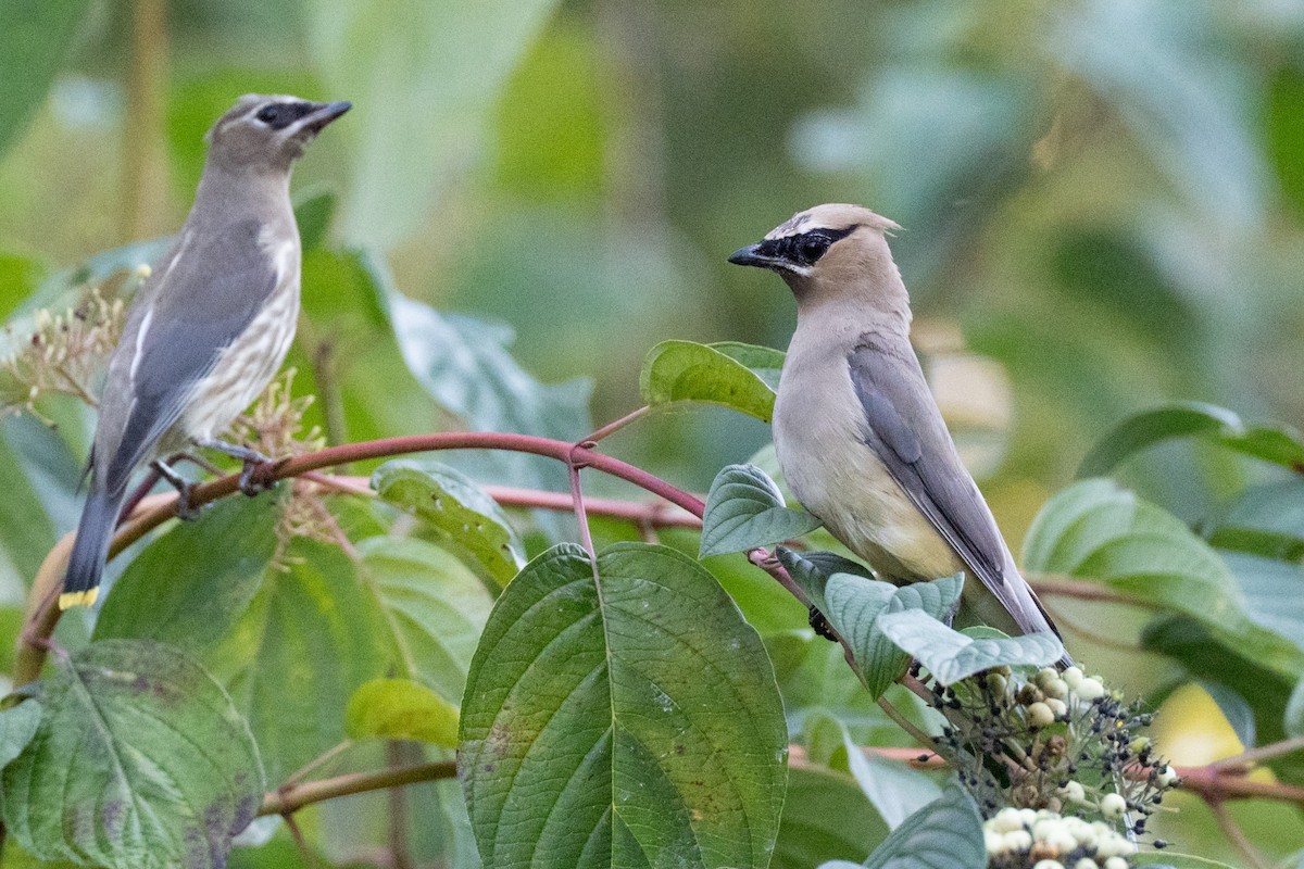 Cedar Waxwing - ML642384006