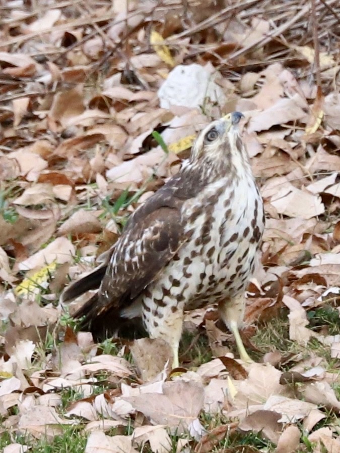 Red-shouldered Hawk - ML642384007