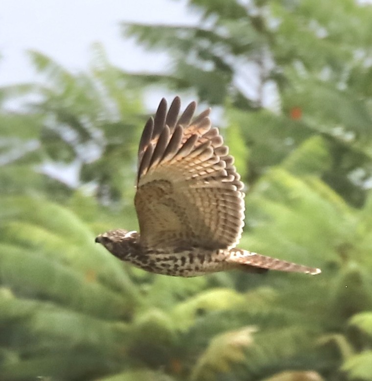 Red-shouldered Hawk - ML642384008