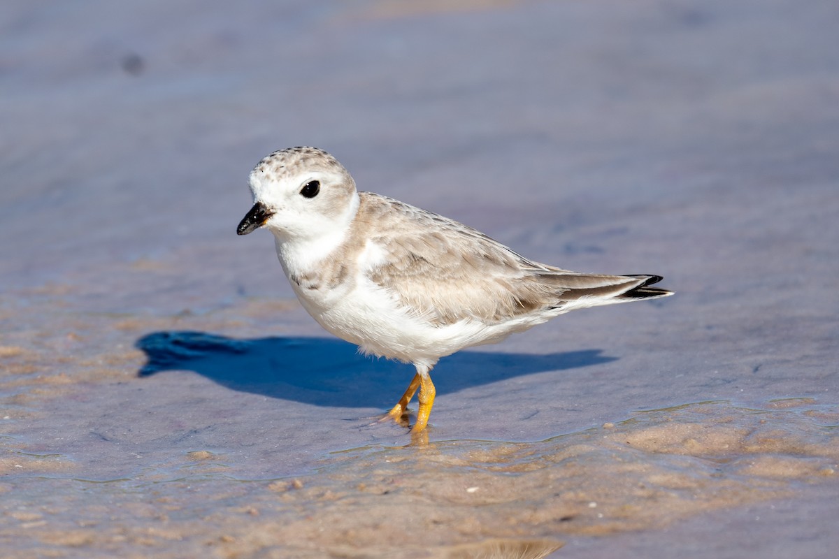 Piping Plover - ML642384010
