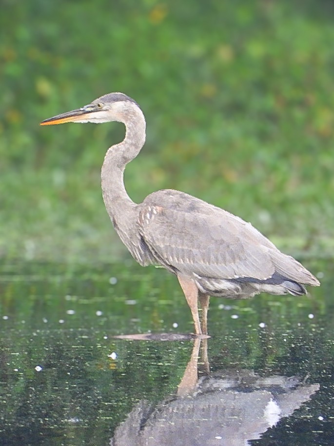 Great Blue Heron - ML642384011