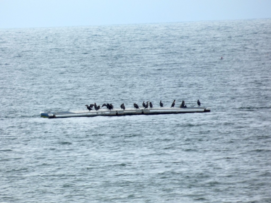 Double-crested Cormorant - ML642384012