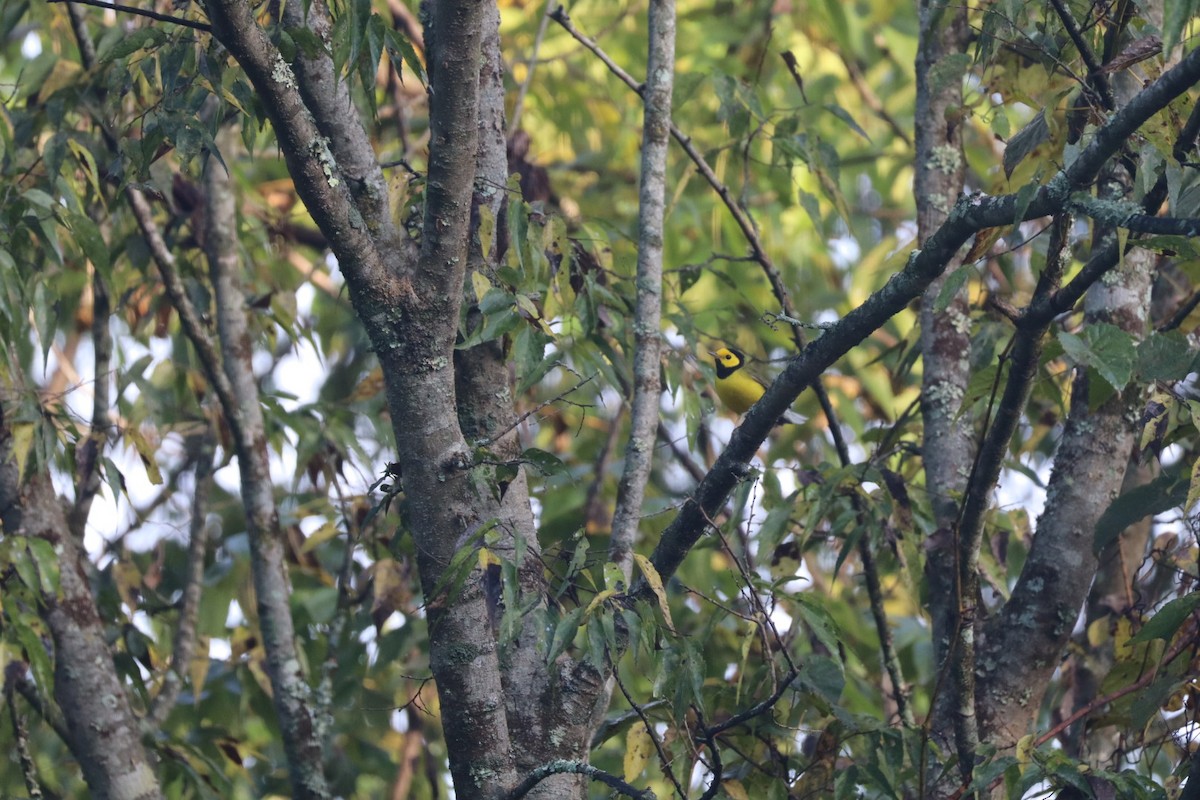Hooded Warbler - ML642384015