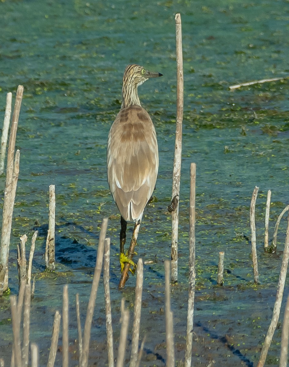 Squacco Heron - ML642384018