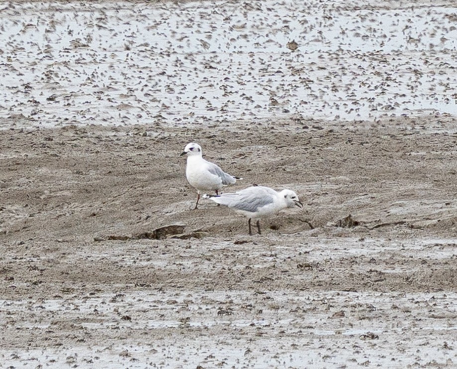 Saunders's Gull - ML642384019