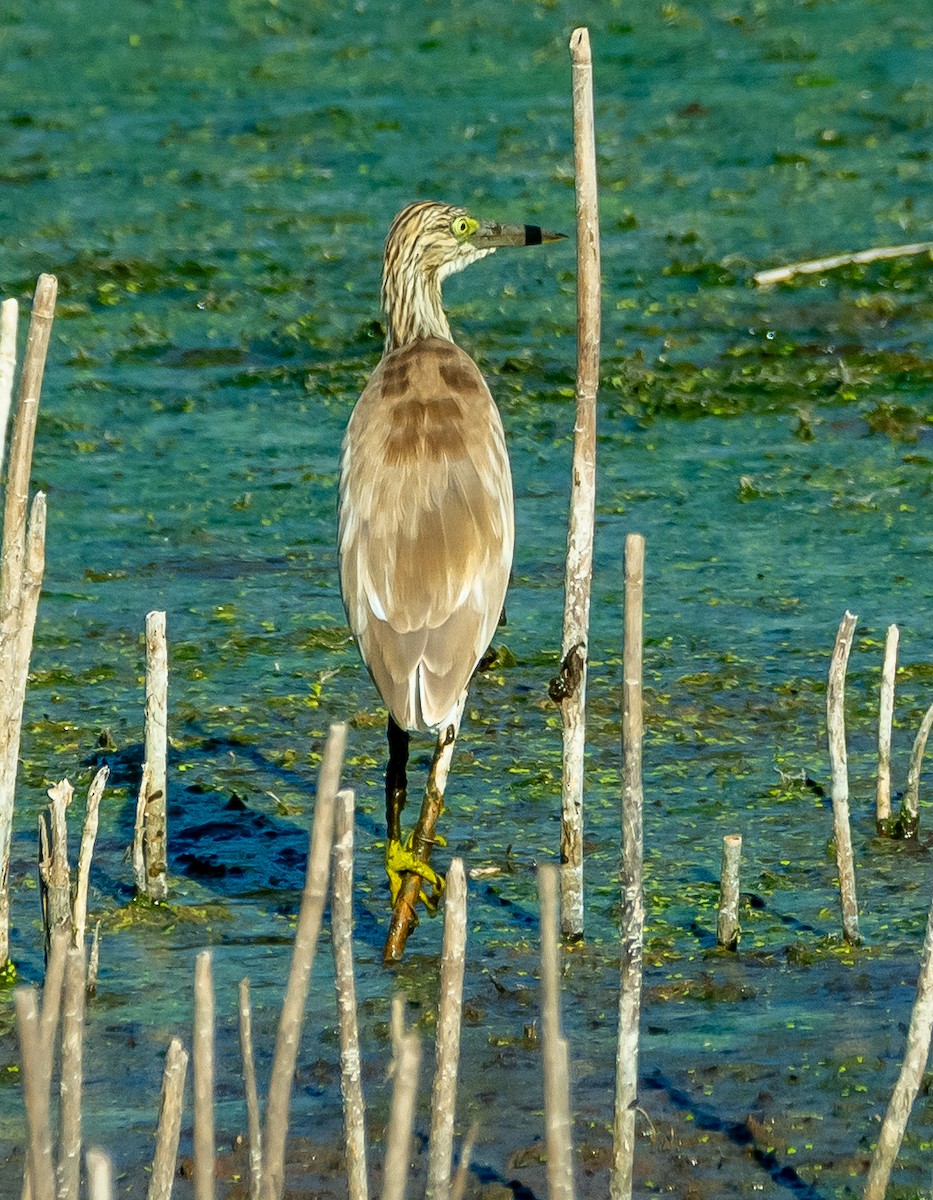 Squacco Heron - ML642384020