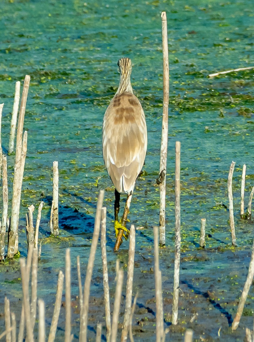Squacco Heron - ML642384021