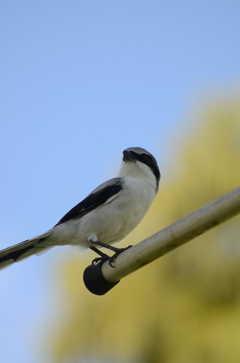 Loggerhead Shrike - ML642384027