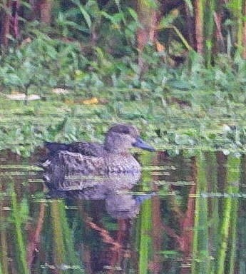 Blue-winged Teal - ML642384033