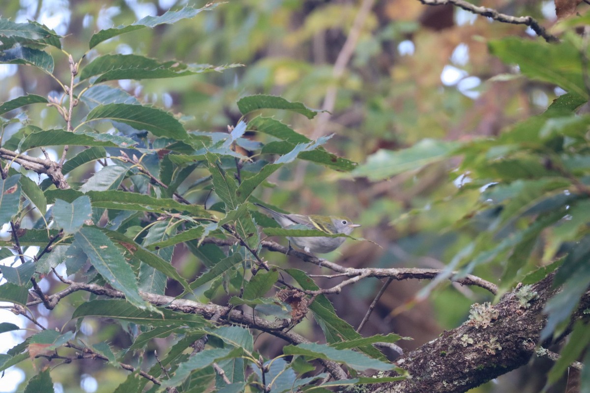 Chestnut-sided Warbler - ML642384037