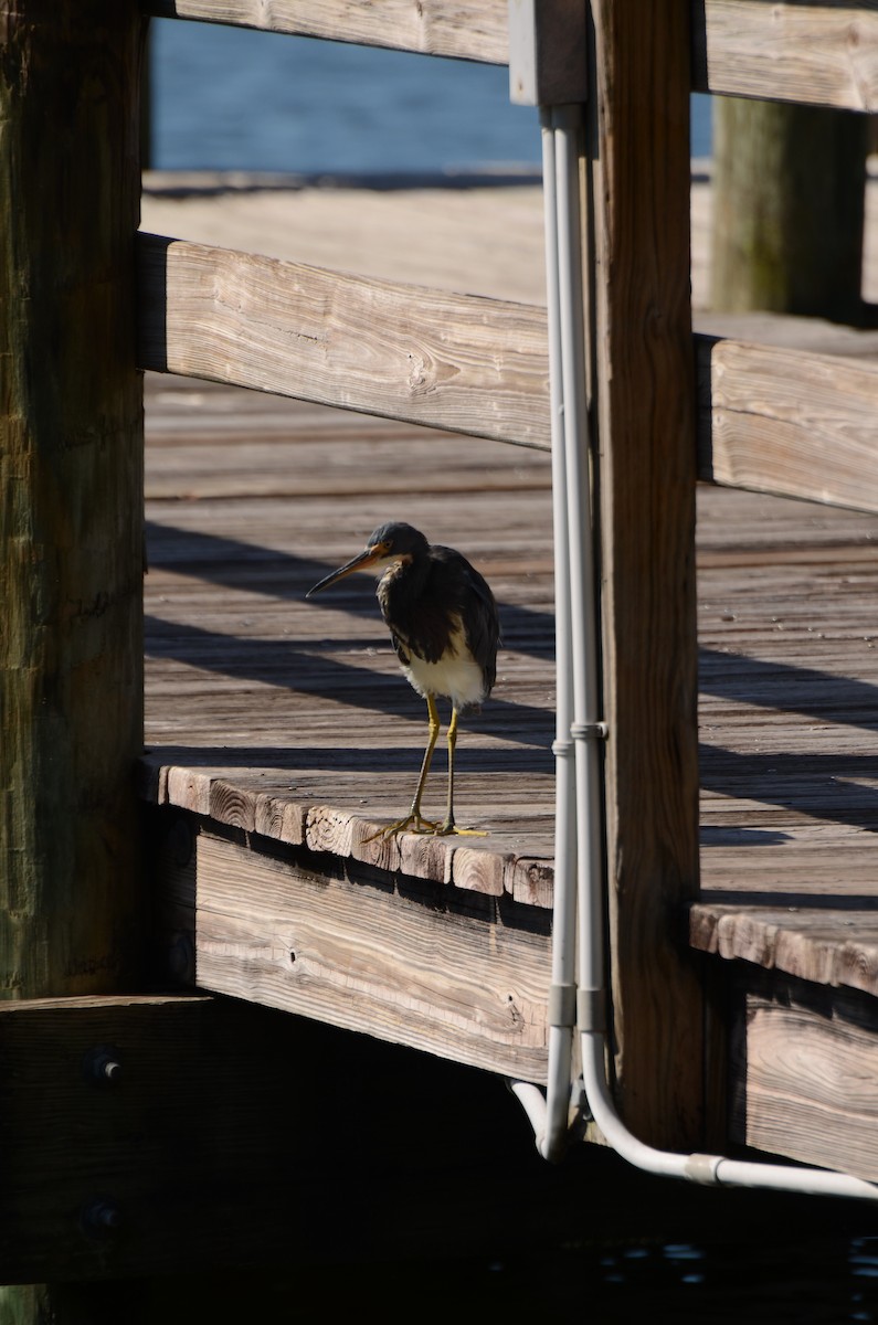 Tricolored Heron - ML642384039