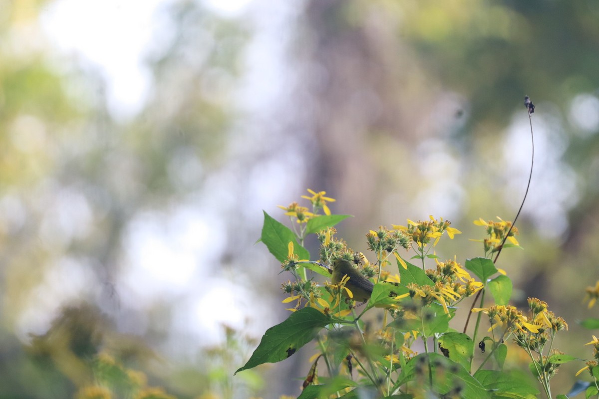 Wilson's Warbler - ML642384058