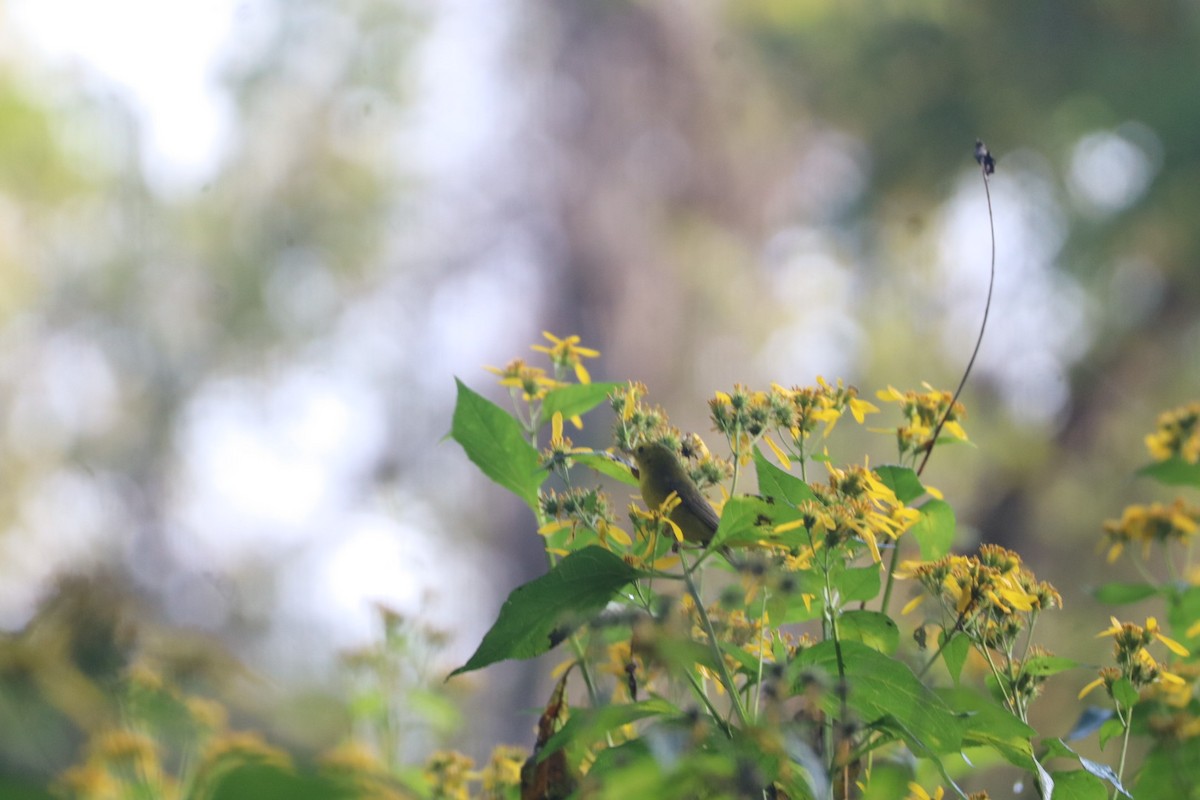 Wilson's Warbler - ML642384059