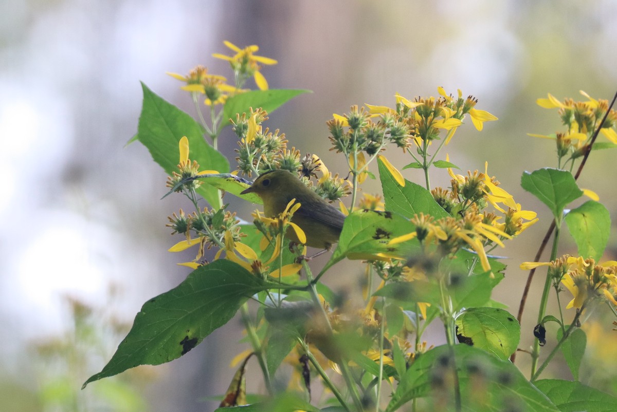 Wilson's Warbler - ML642384060