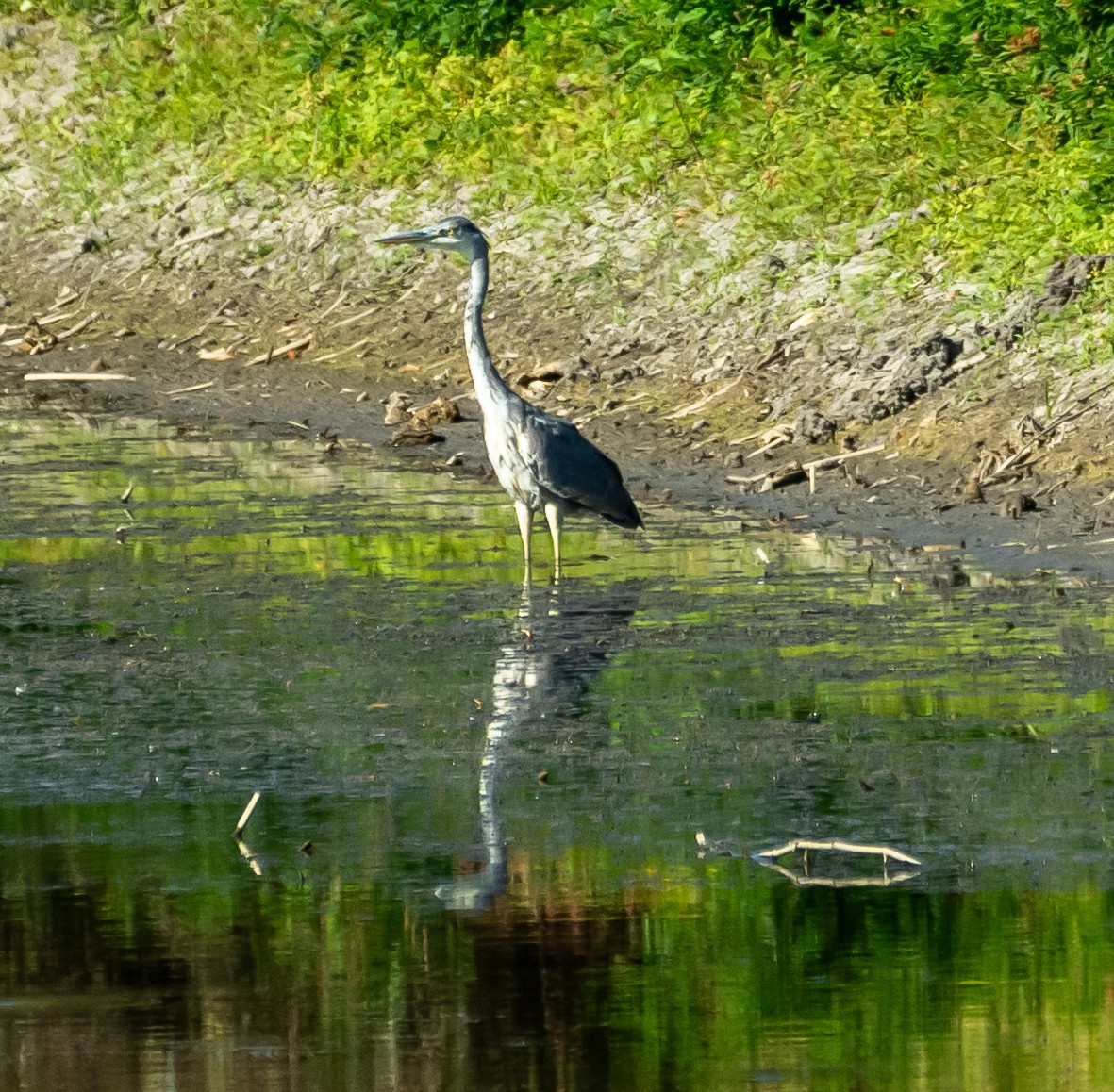 Gray Heron - ML642384065