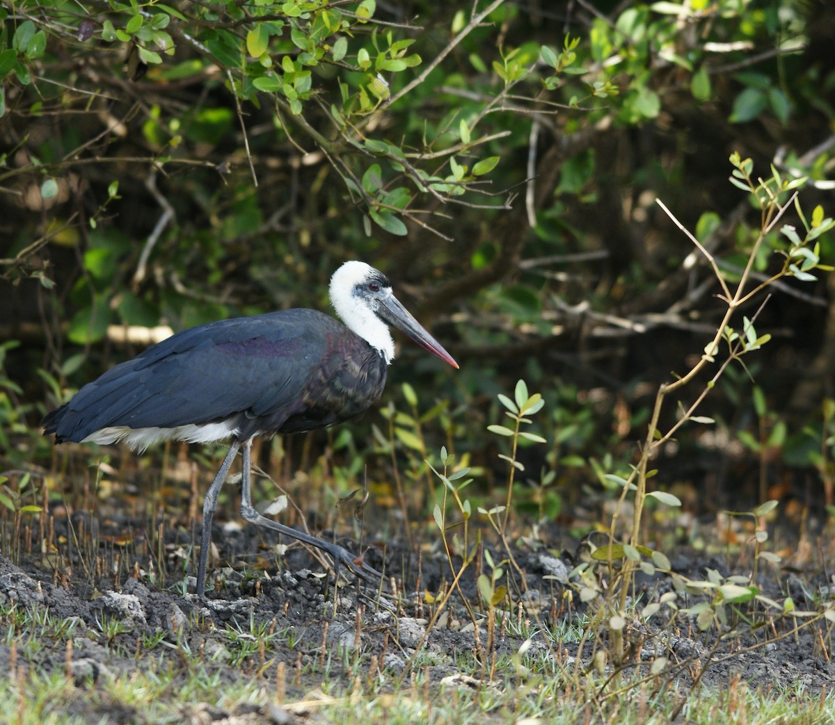 African Woolly-necked Stork - ML642384067