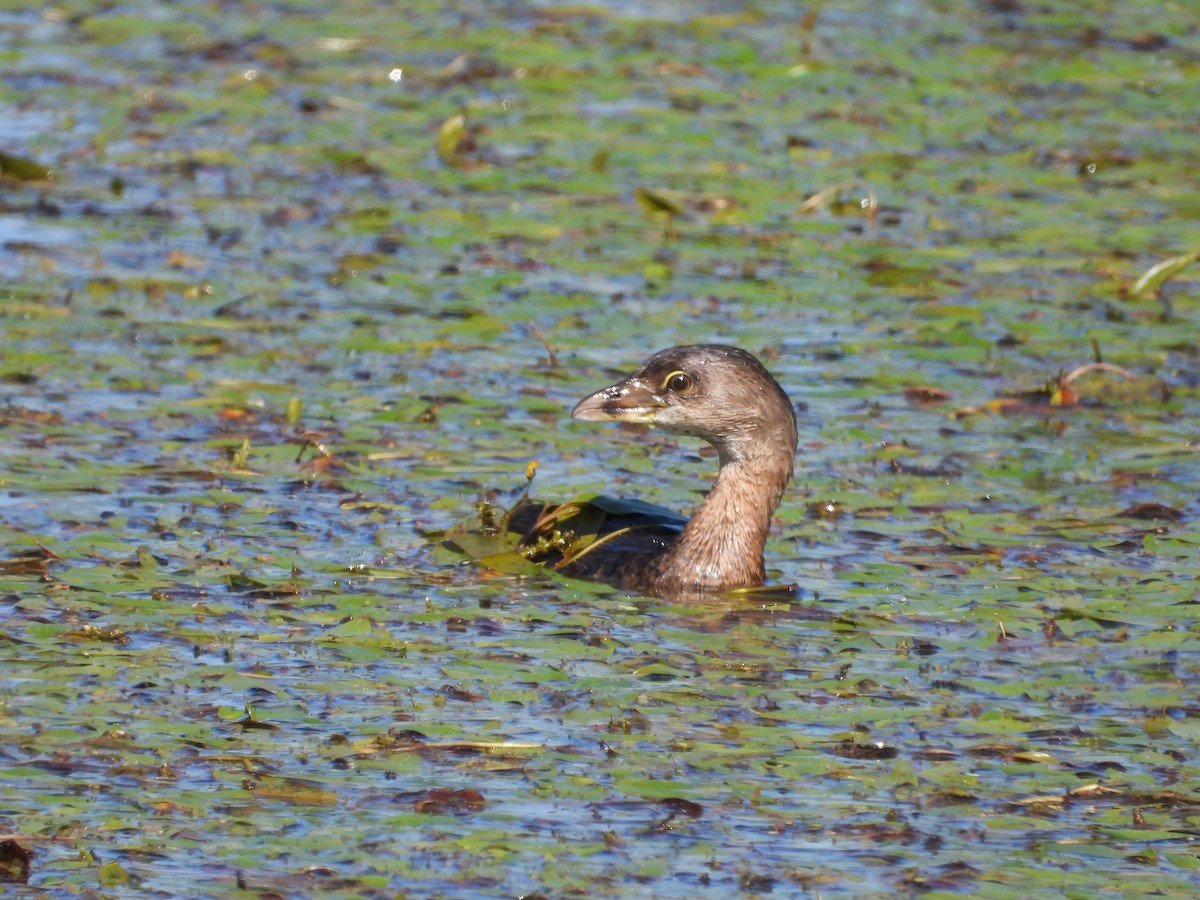 Pied-billed Grebe - ML642384068
