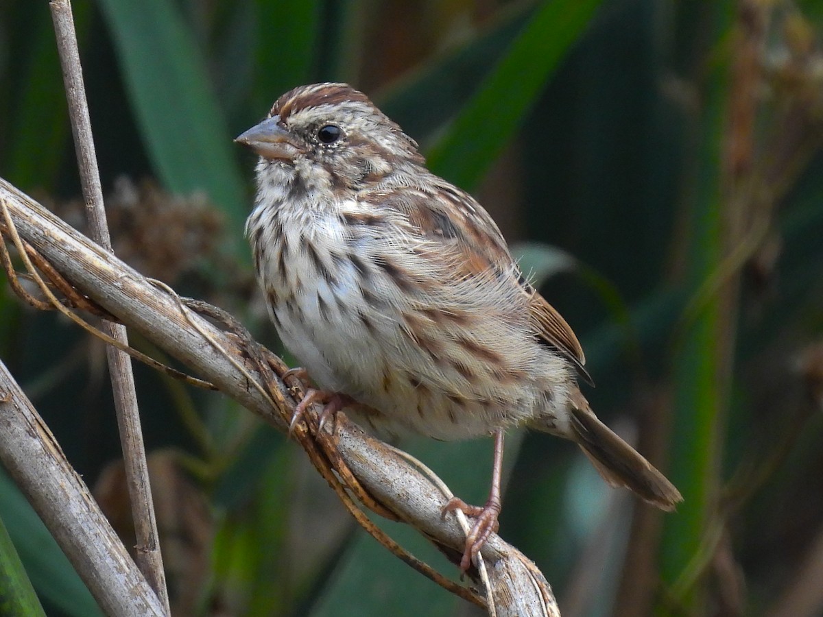 Song Sparrow - ML642384073
