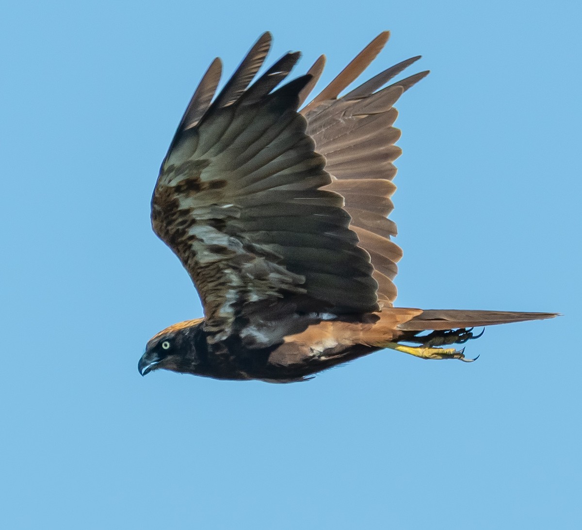 Western Marsh Harrier - ML642384074