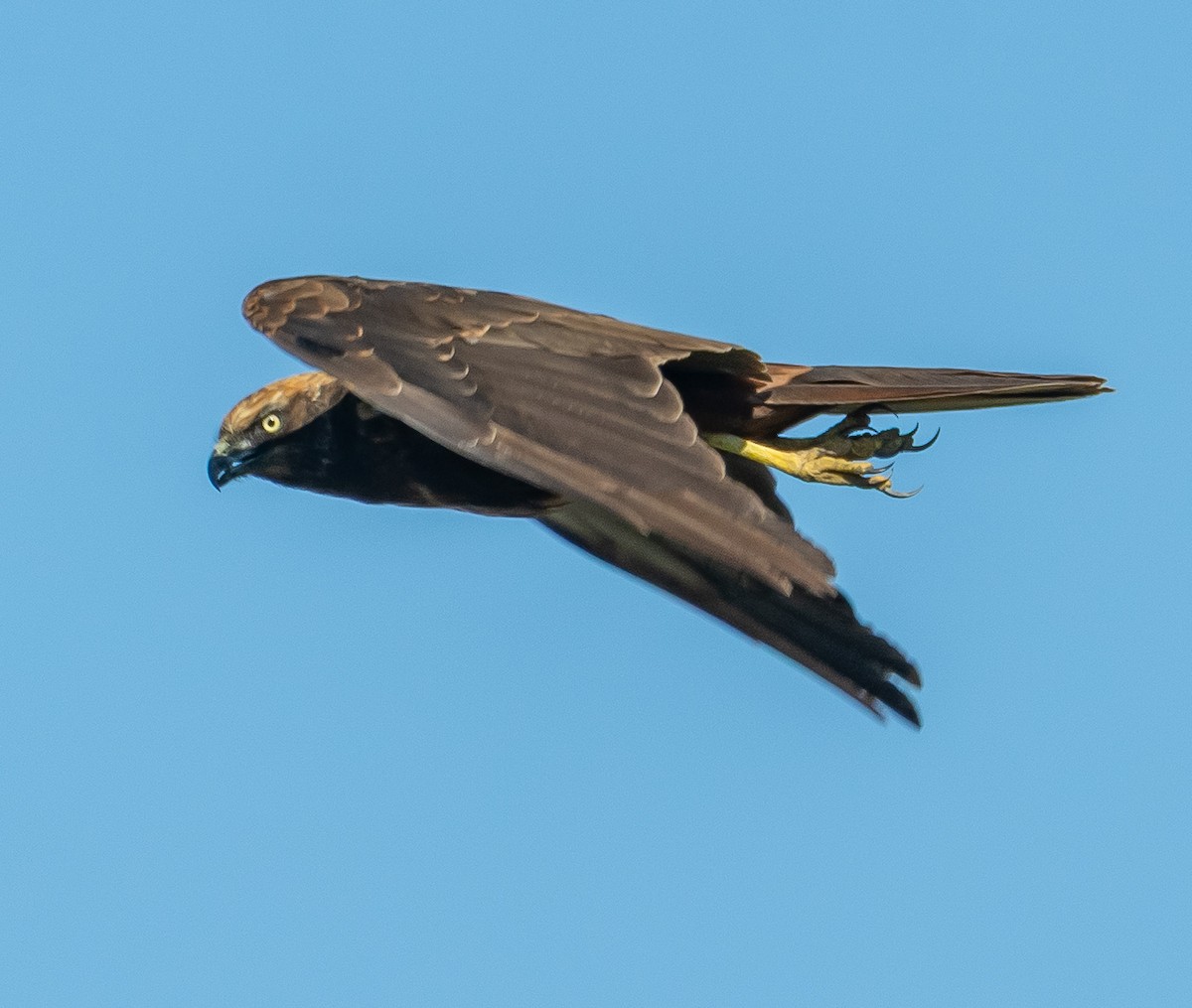 Western Marsh Harrier - ML642384075