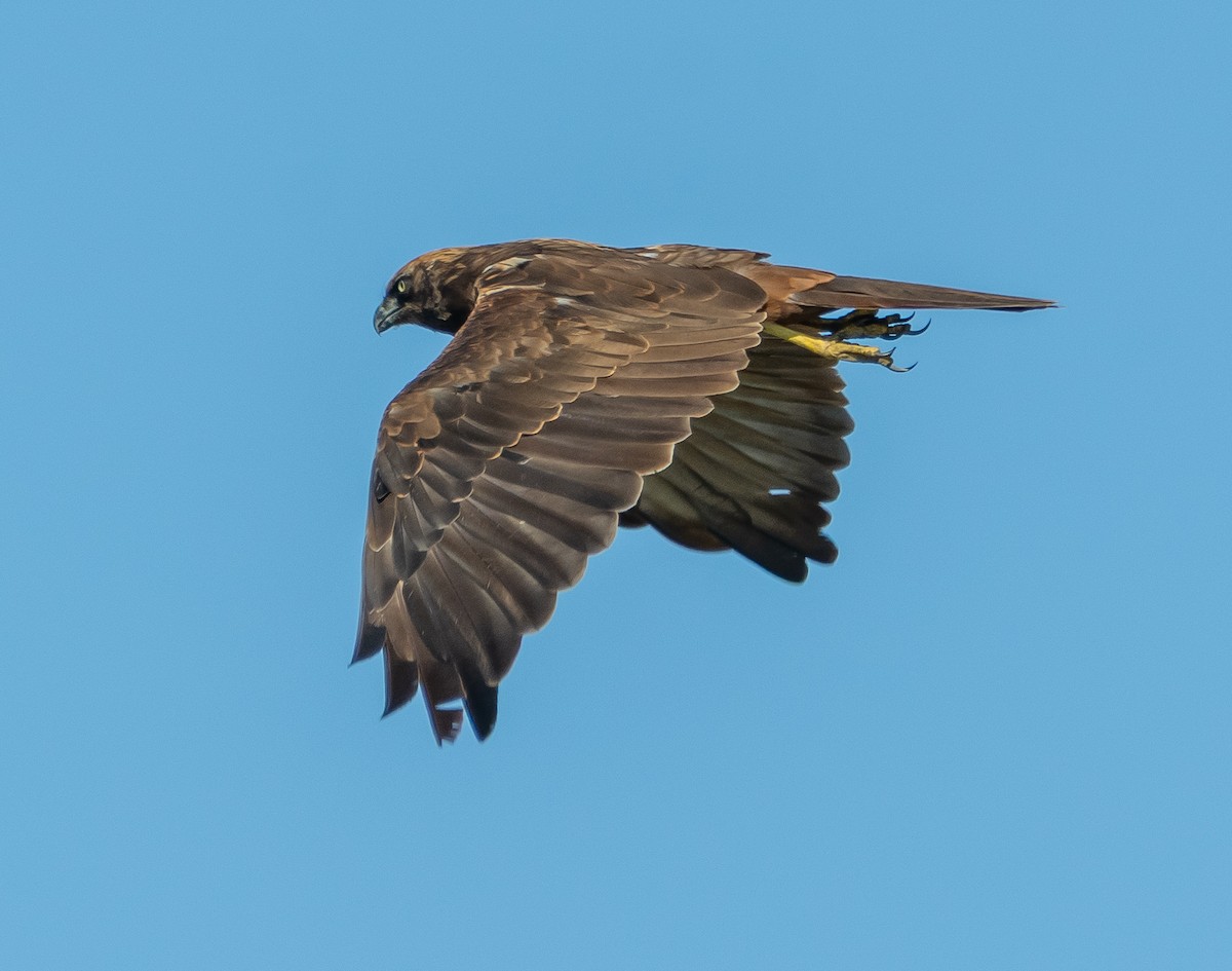 Western Marsh Harrier - ML642384076