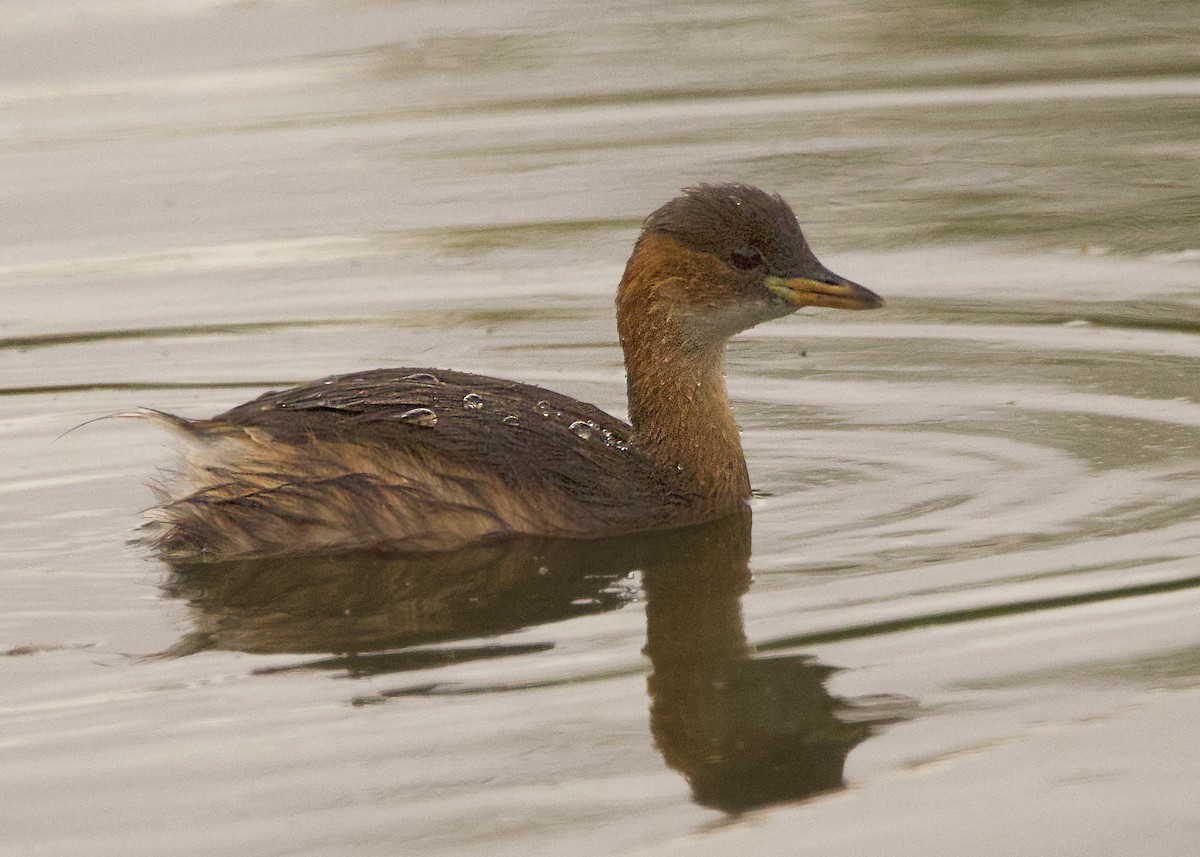 Little Grebe - ML642384078