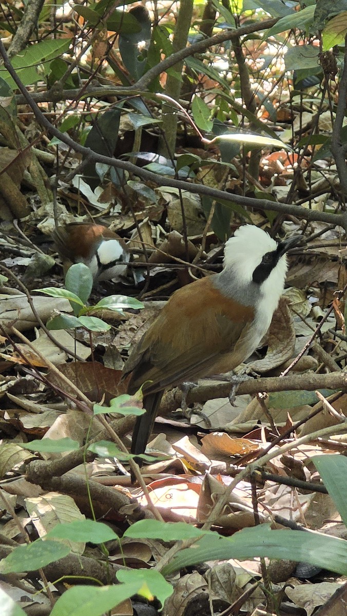 White-crested Laughingthrush - ML642384079