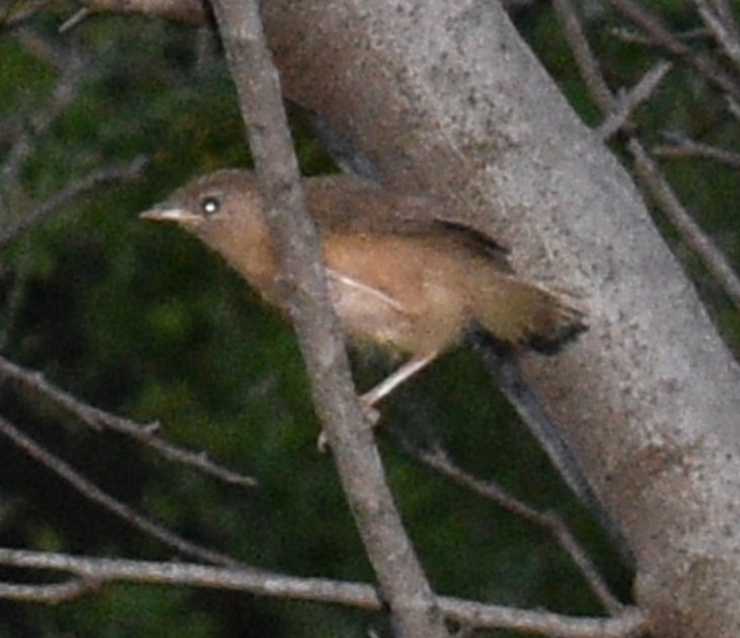 Tawny-bellied Babbler - ML642384082