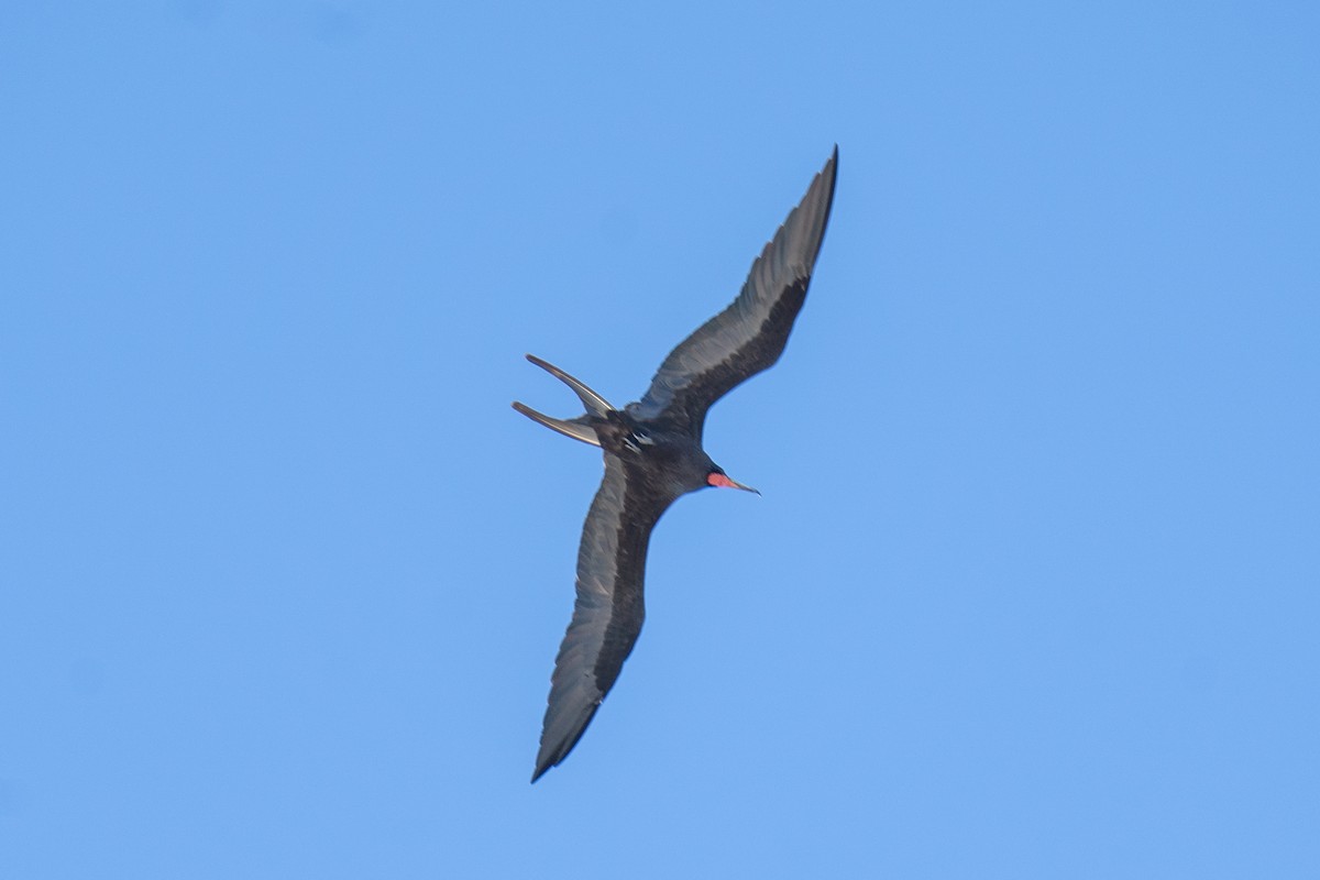 Magnificent Frigatebird - ML642384083