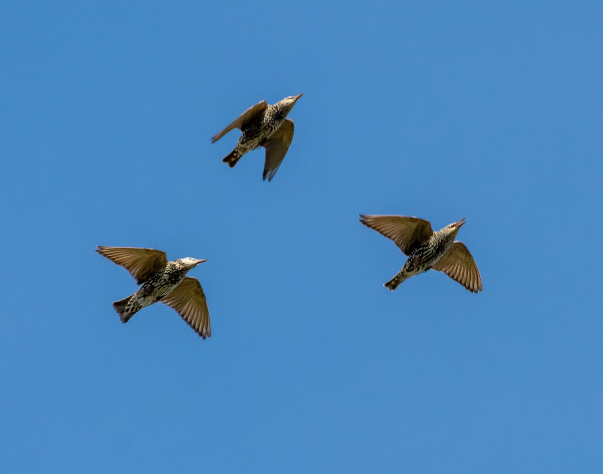 European Starling - ML642384088