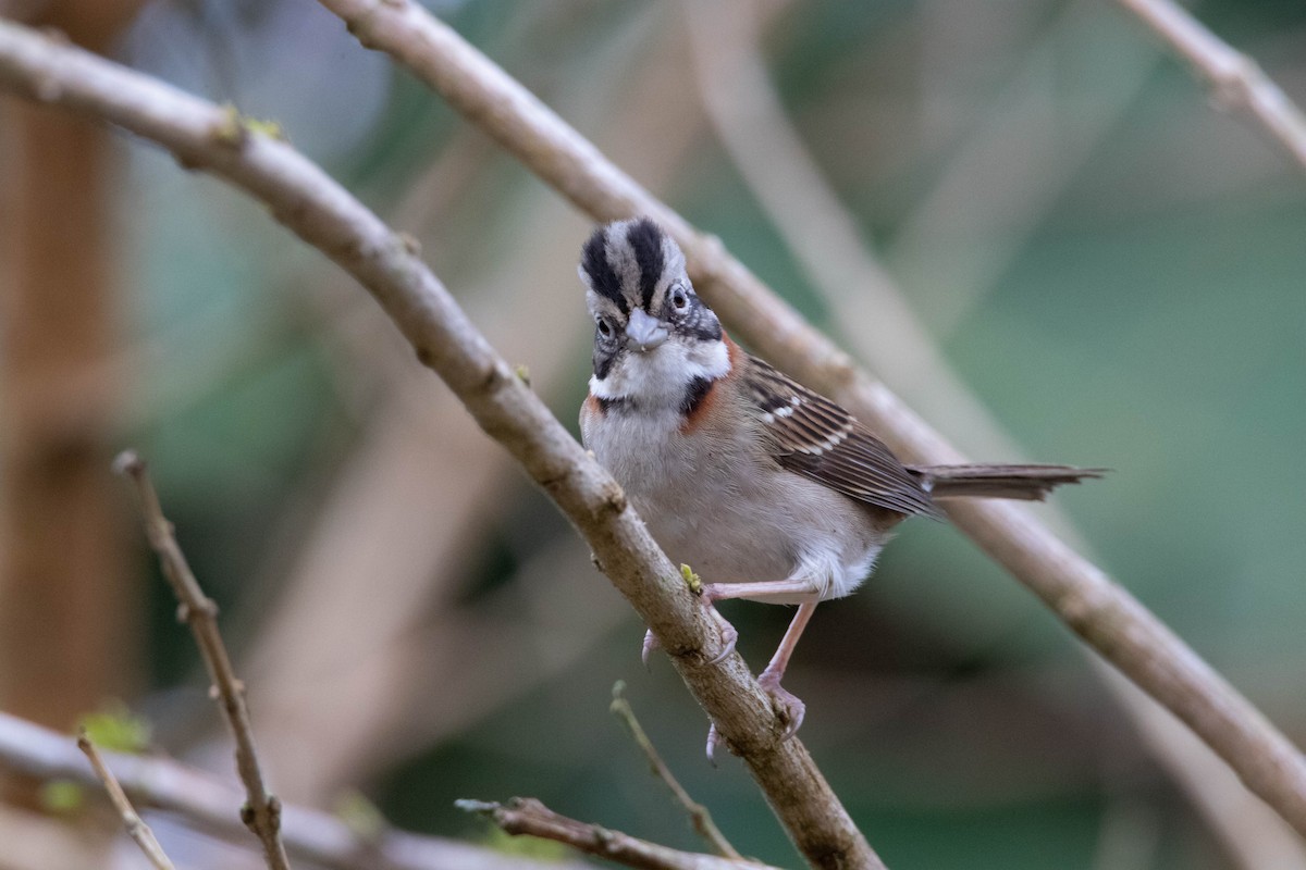 Rufous-collared Sparrow - ML642384091
